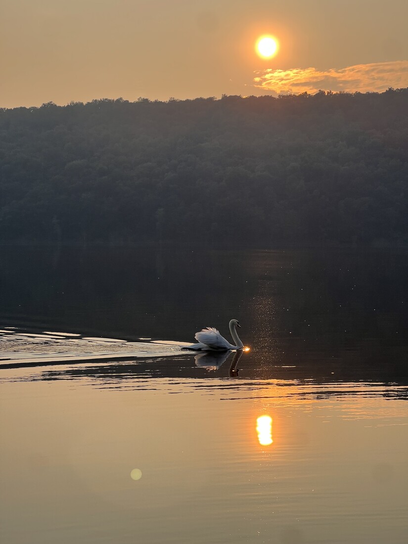 Swan on lake with reflection of the light.