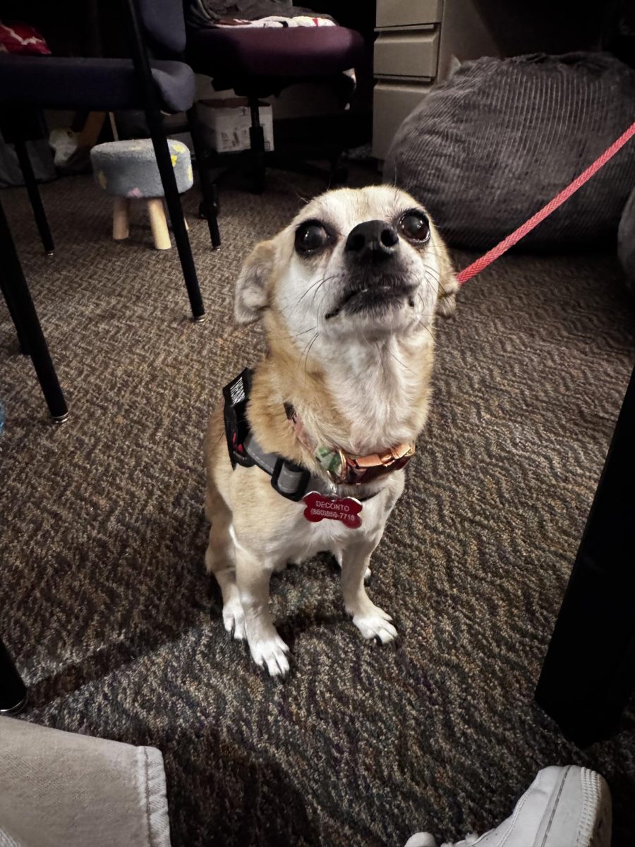 Daisy the Therapy Dog Brings Comfort to Students
