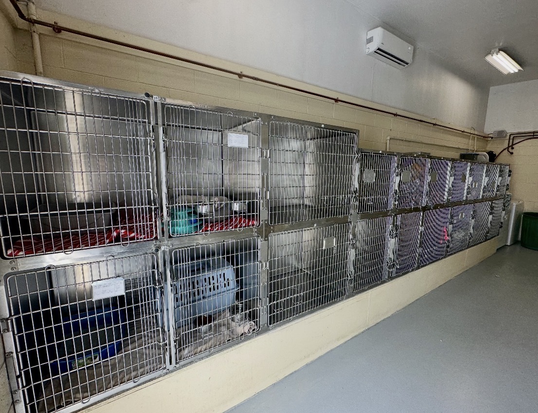 Behind the Scenes: A Day in the Life at the Animal Shelter